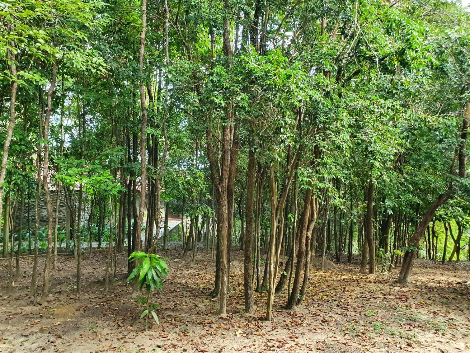 Bangalo Do Pratagy Apartahotel *